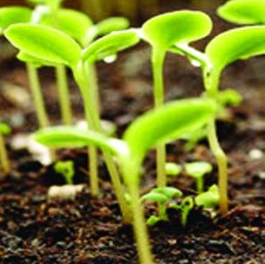 plant seedlings